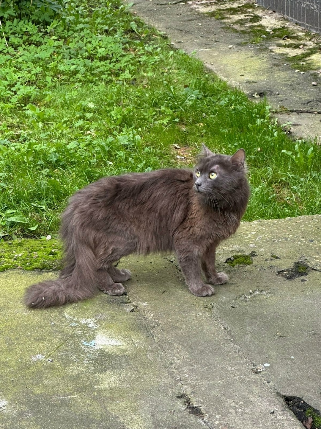 Найдена собака в Калининграде — фото объявления