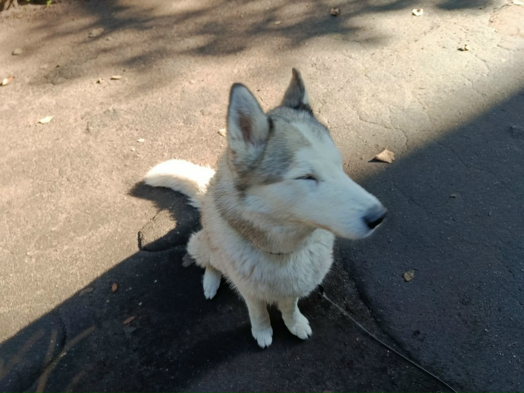 Найдена собака в Калининграде — фото объявления