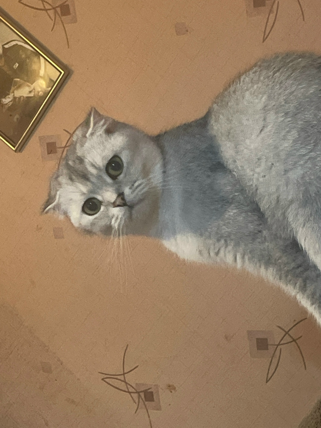 Найдена собака в Калининграде — фото объявления