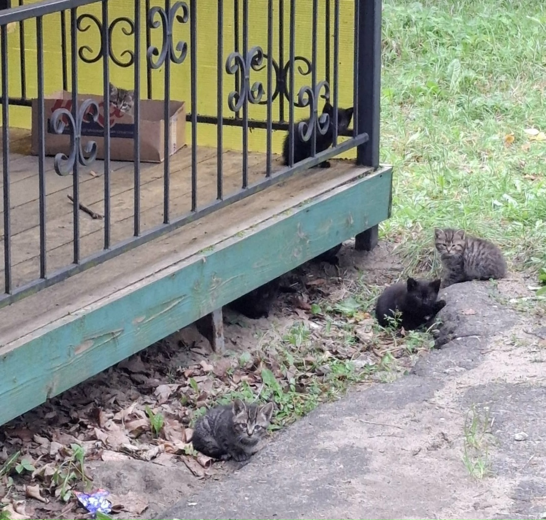 Найдена собака в Калининграде — фото объявления