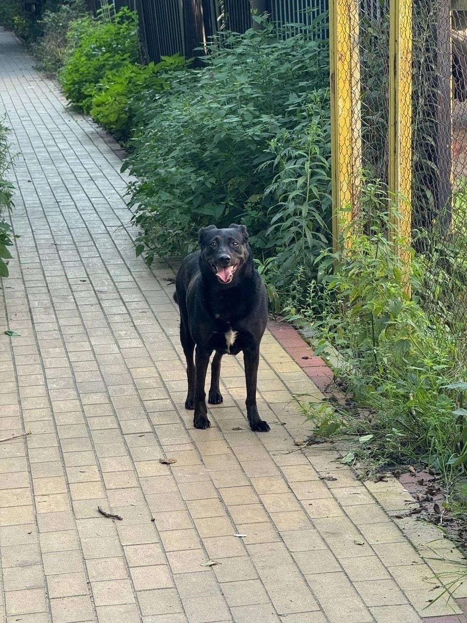 Найдена собака в Калининграде — фото объявления