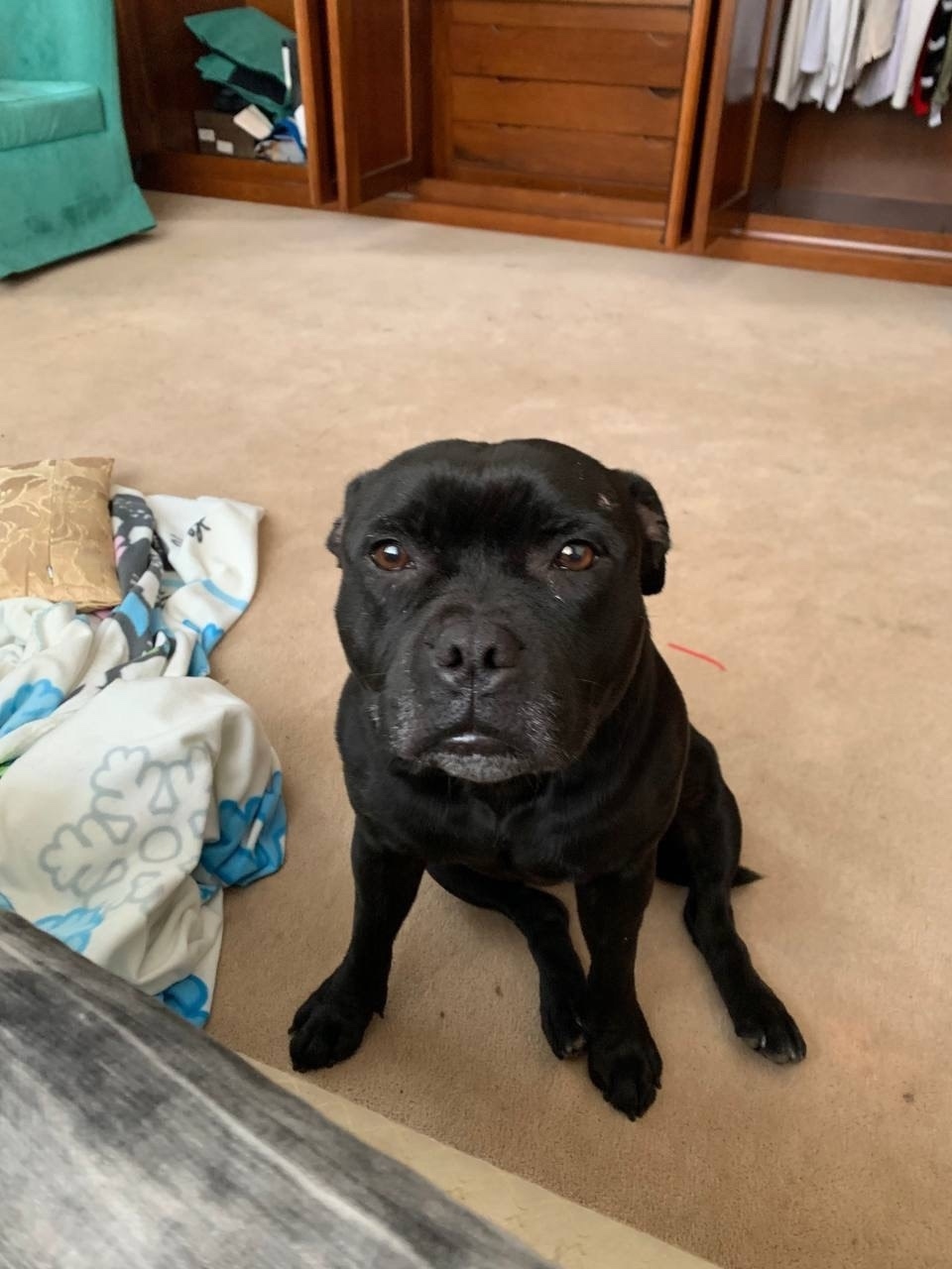 Найдена собака в Калининграде — фото объявления