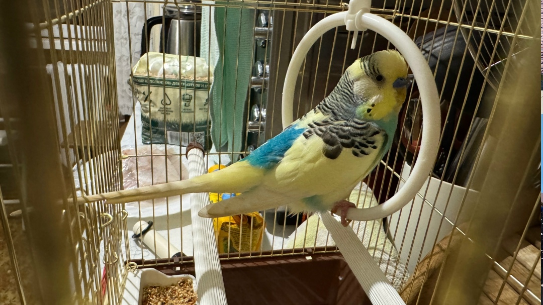 Найдена собака в Калининграде — фото объявления