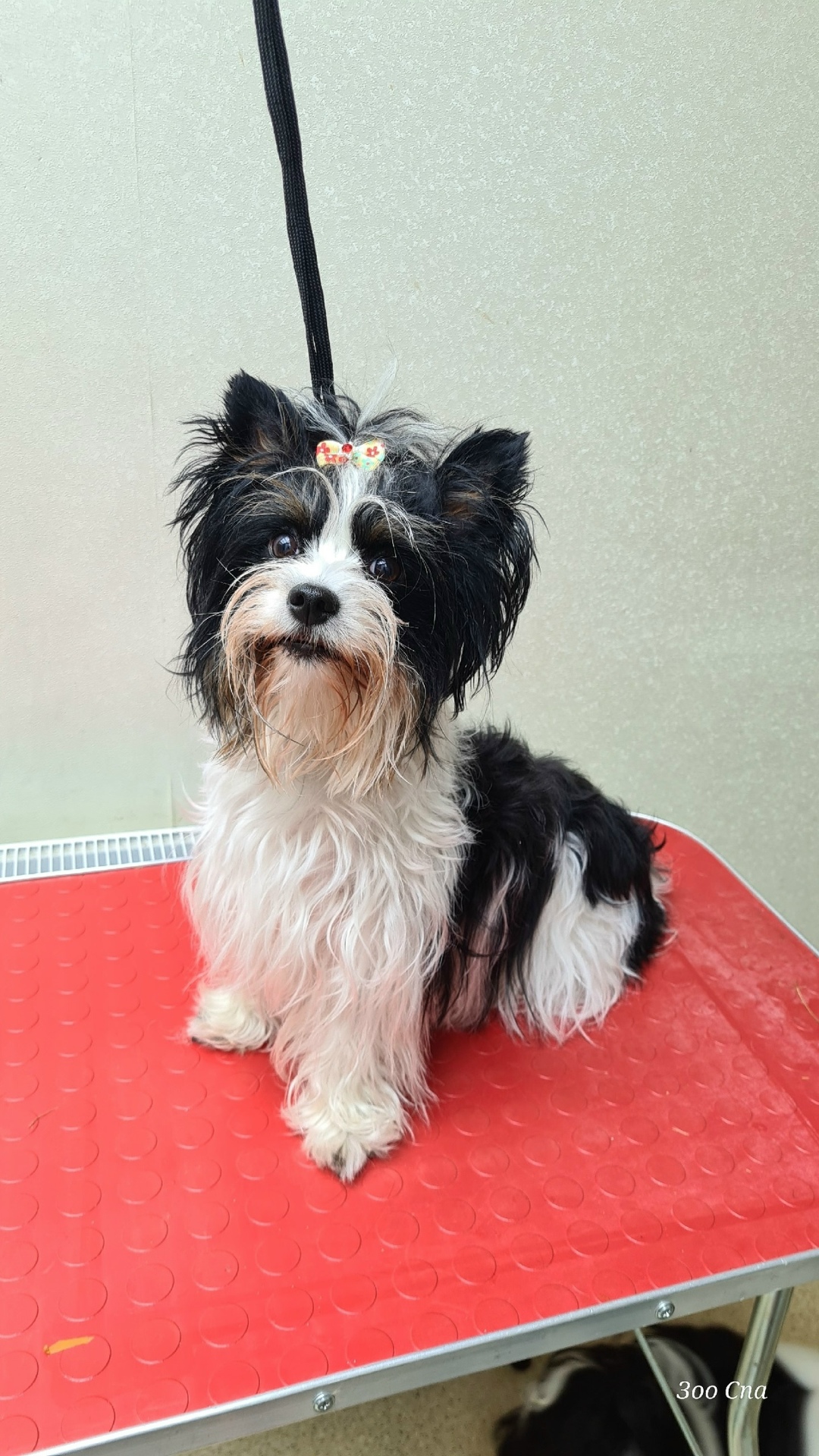 Найдена собака в Калининграде — фото объявления