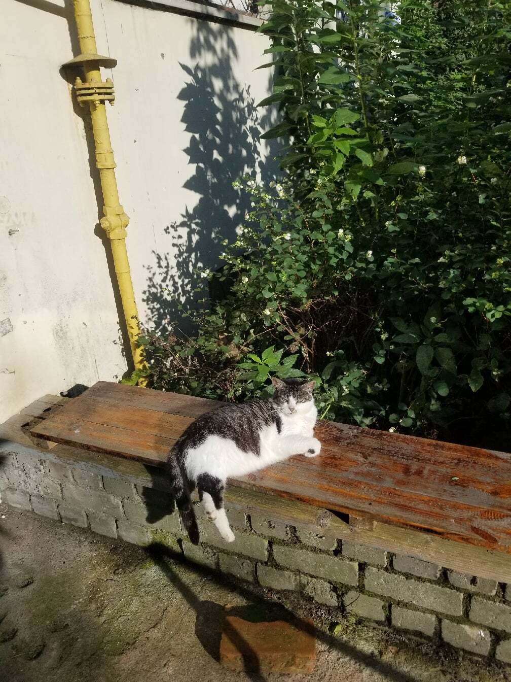 Найдена собака в Калининграде — фото объявления