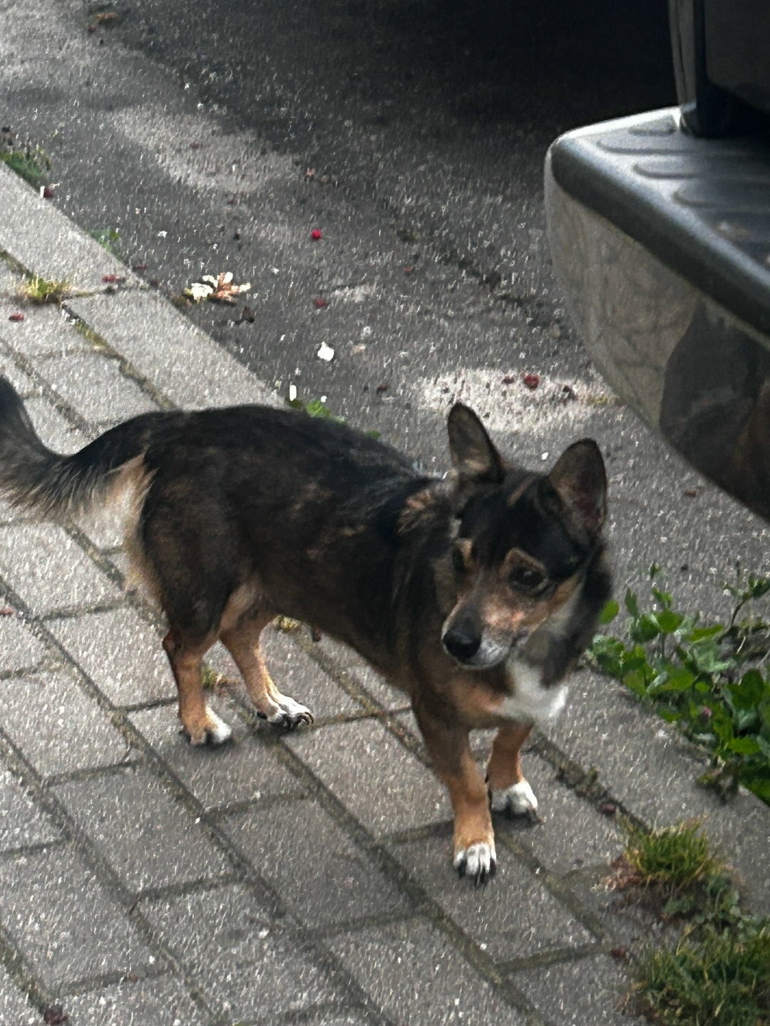 Найдена собака в Калининграде — фото объявления