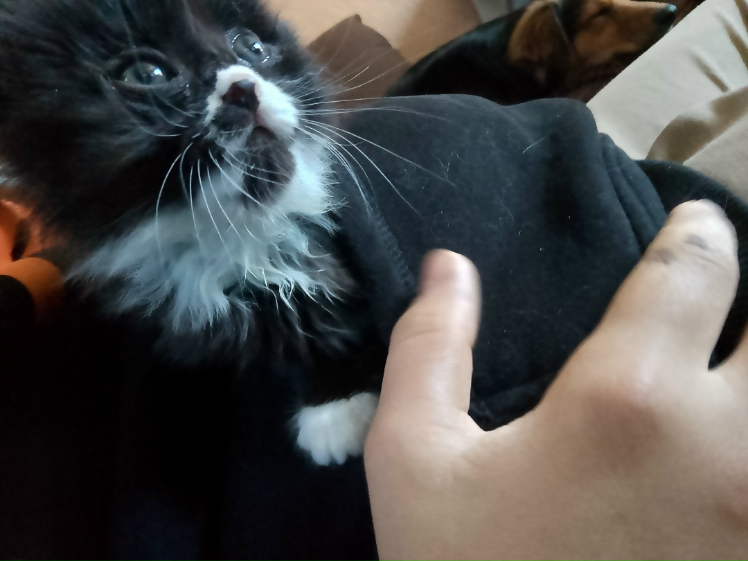 Найдена собака в Калининграде — фото объявления