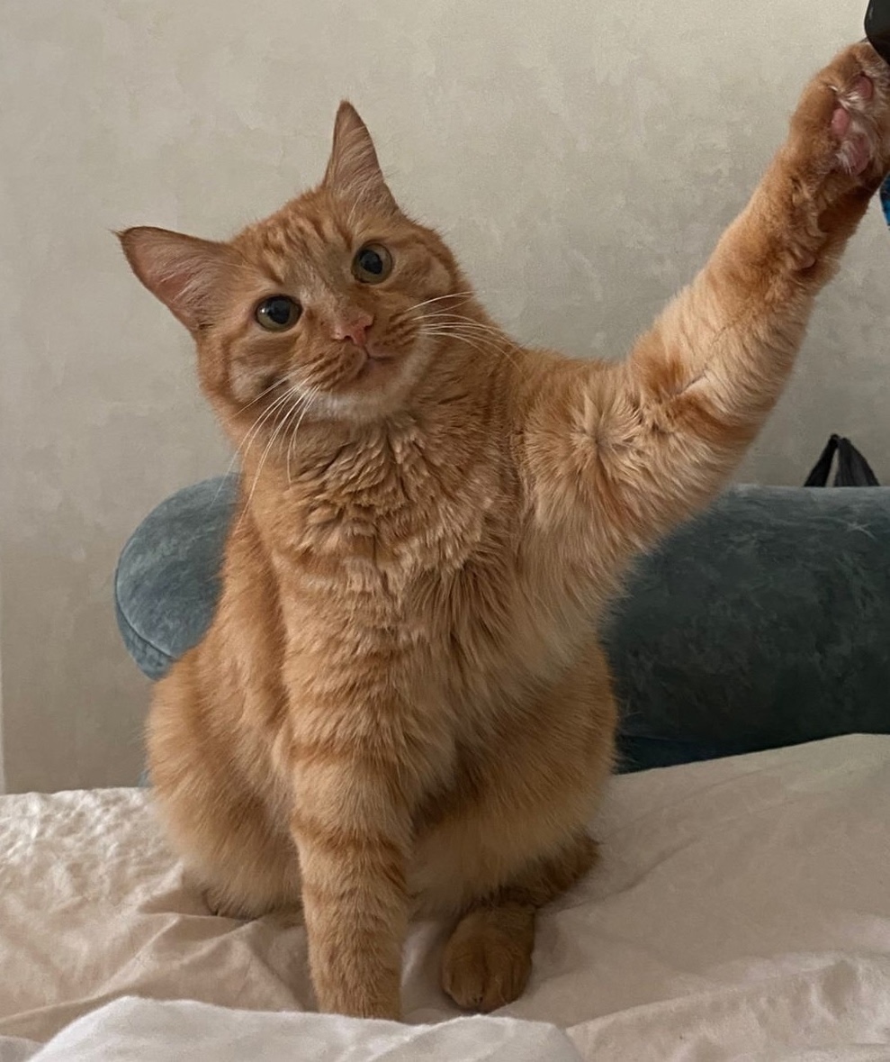 Найдена собака в Калининграде — фото объявления