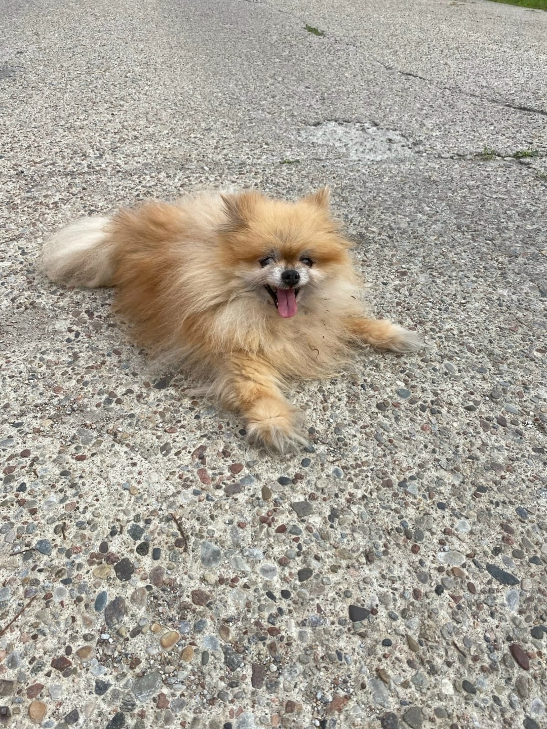 Найдена собака в Калининграде — фото объявления