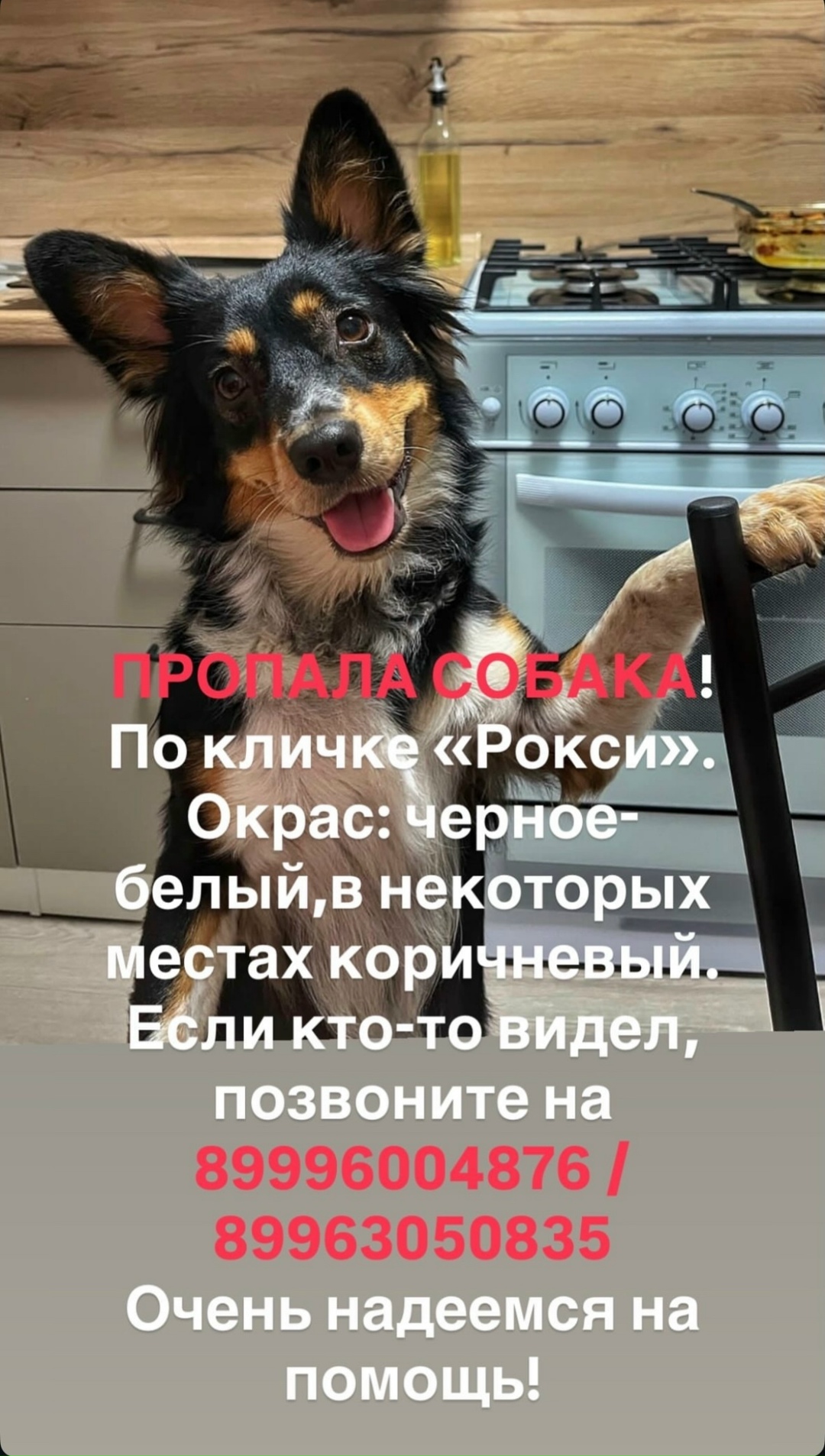 Найдена собака в Астрахани — фото объявления