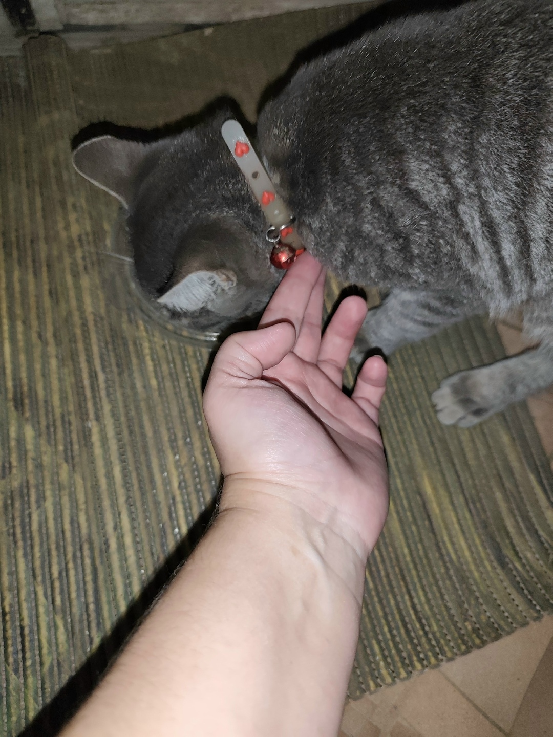 Найдена собака в Астрахани — фото объявления