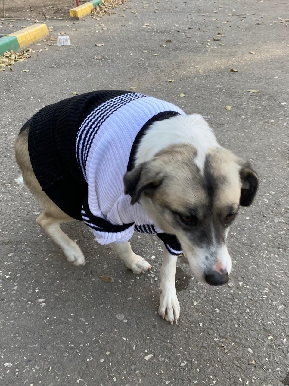 Найдена собака в Астрахани — фото объявления