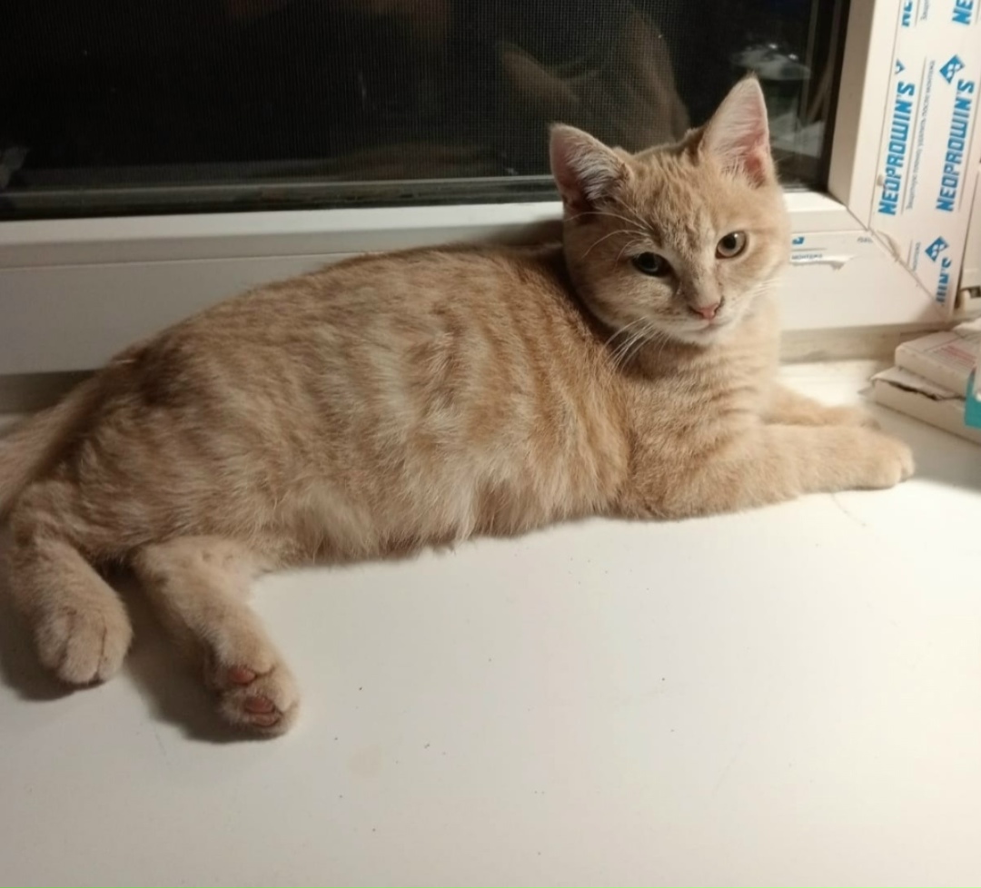 Найдена собака в Астрахани — фото объявления