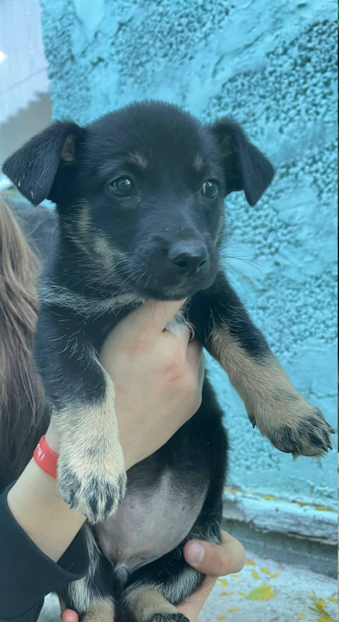 Найдена собака в Астрахани — фото объявления