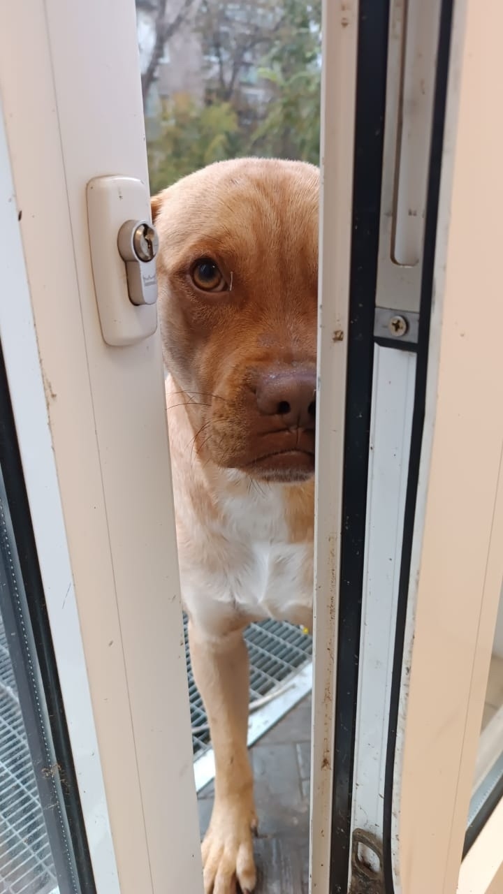 Найдена собака в Астрахани — фото объявления