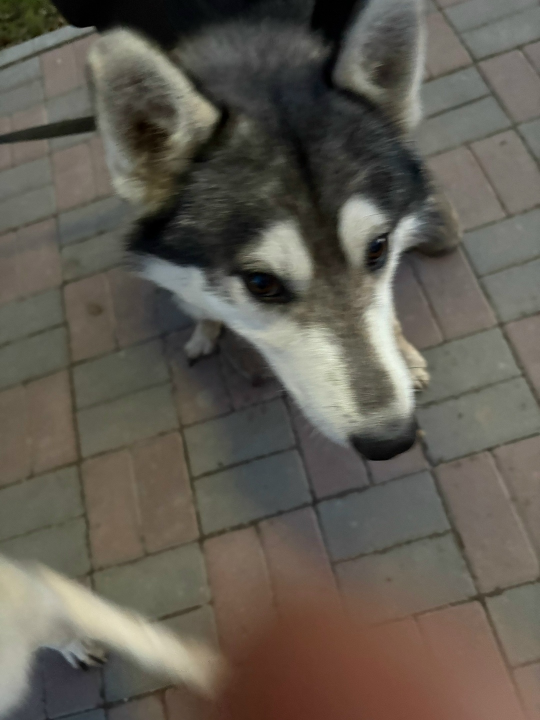 Найдена собака в Астрахани — фото объявления