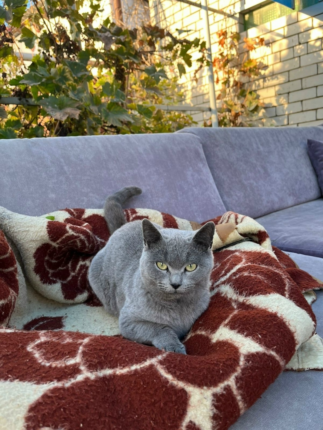 Найдена собака в Астрахани — фото объявления