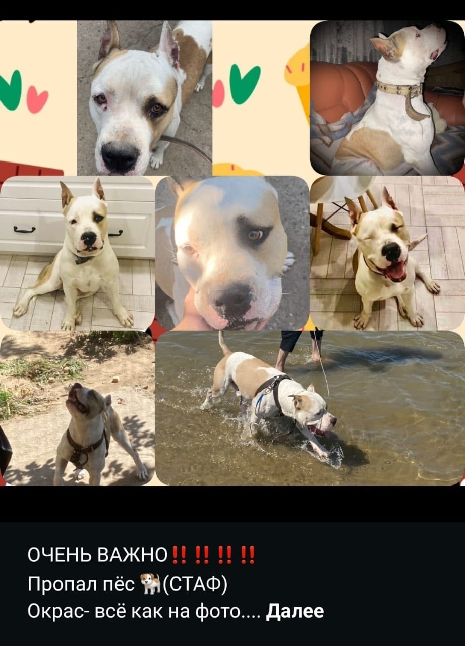 Найдена собака в Астрахани — фото объявления