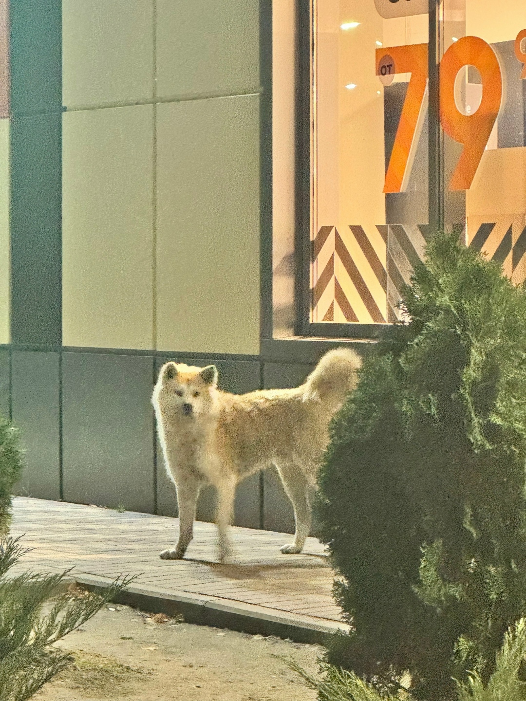 Найдена собака в Астрахани — фото объявления