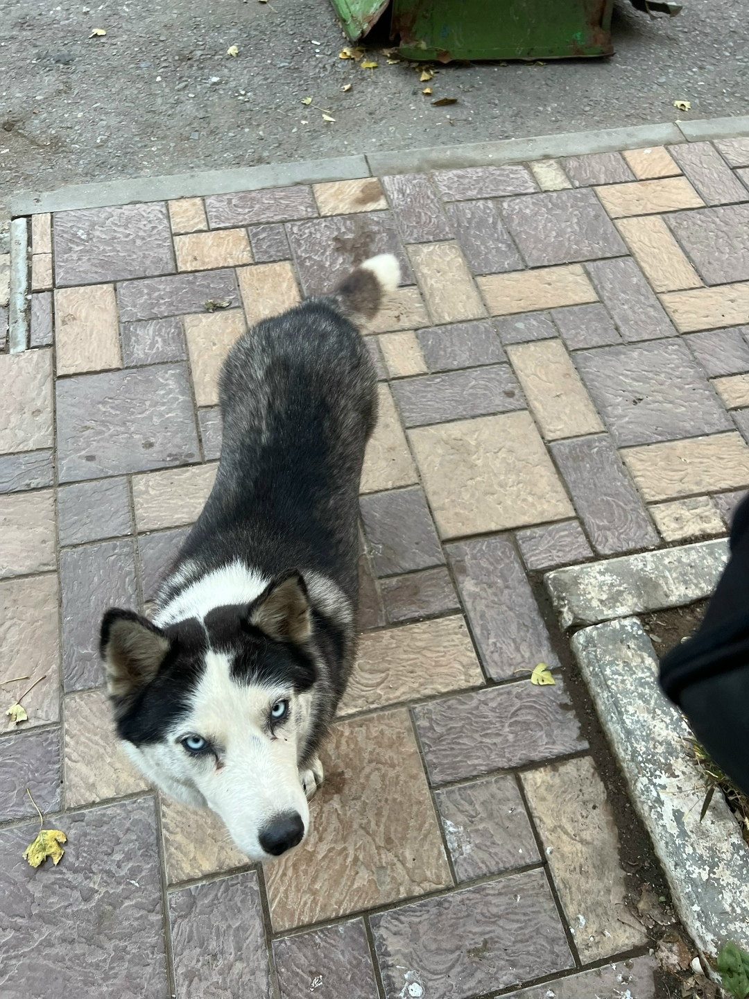 Найдена собака в Астрахани — фото объявления