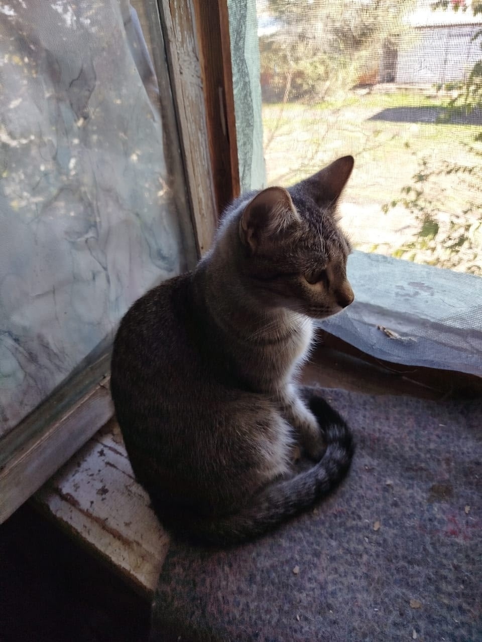 Найдена собака в Астрахани — фото объявления