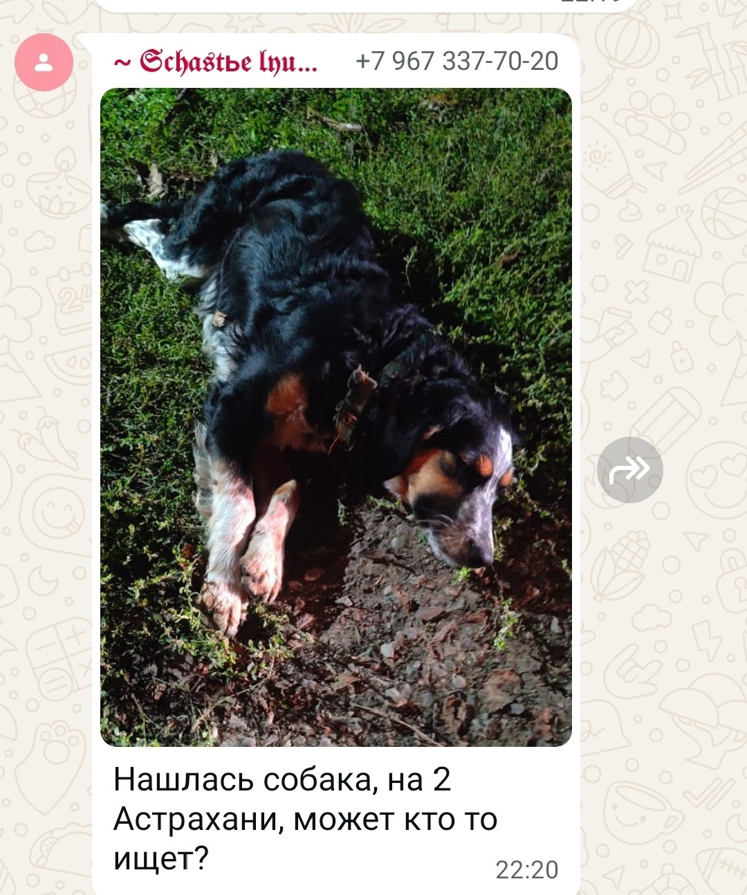 Найдена собака в Астрахани — фото объявления