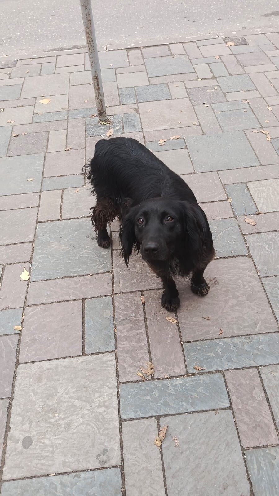 Найдена собака в Астрахани — фото объявления