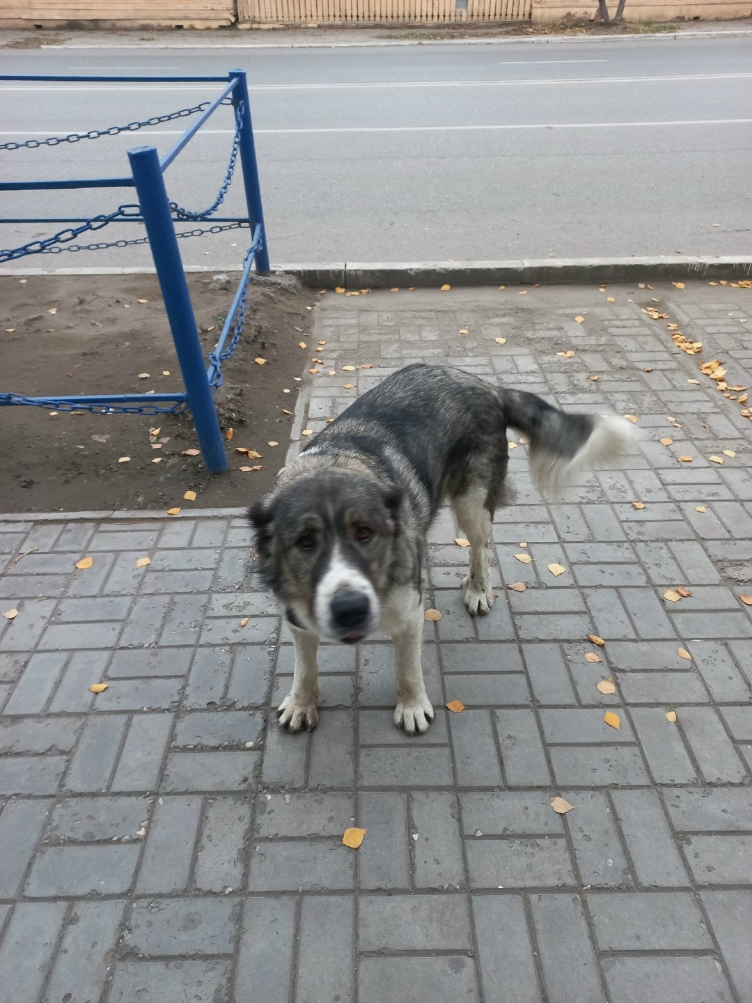 Найдена собака в Астрахани — фото объявления