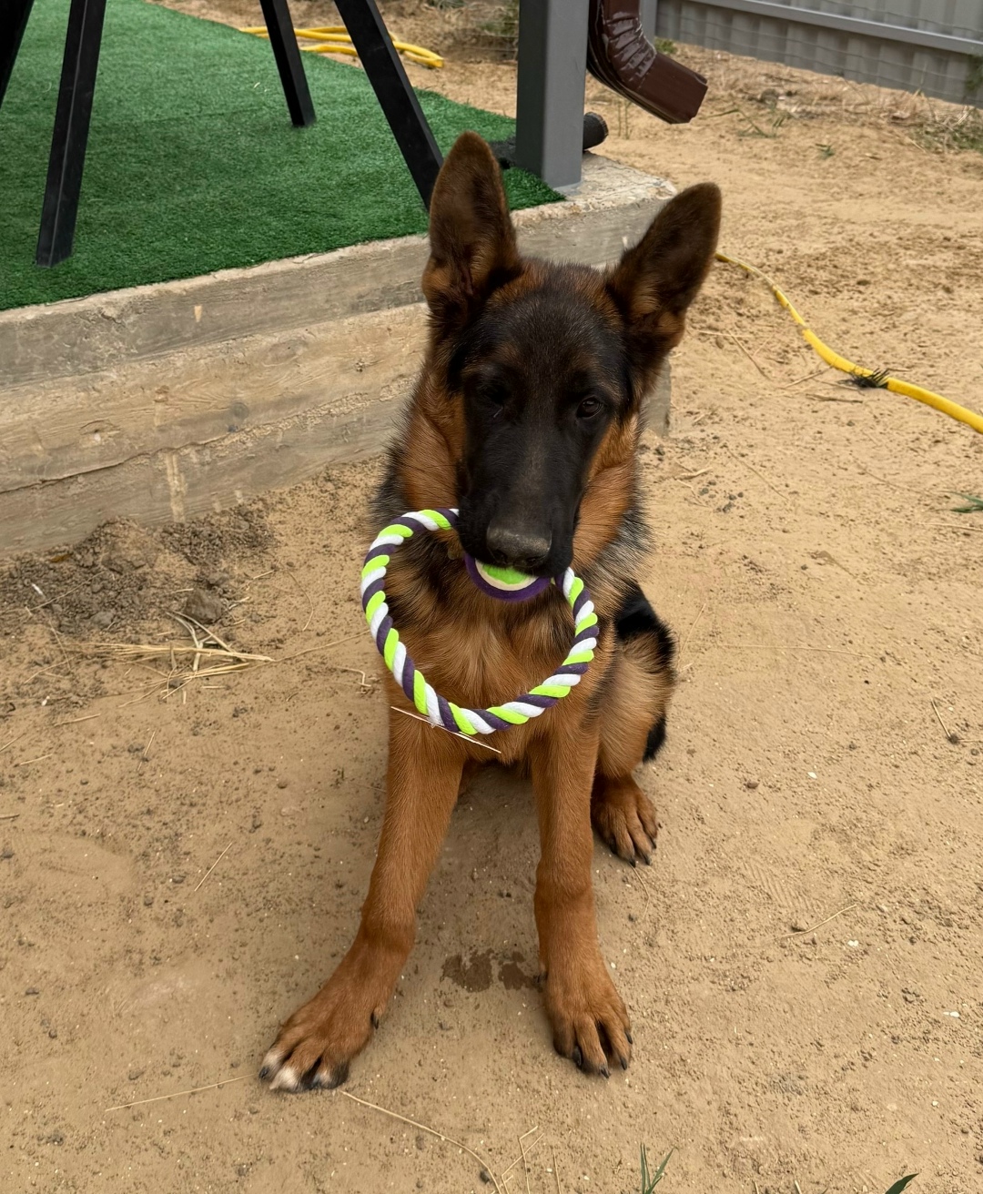 Найдена собака в Астрахани — фото объявления