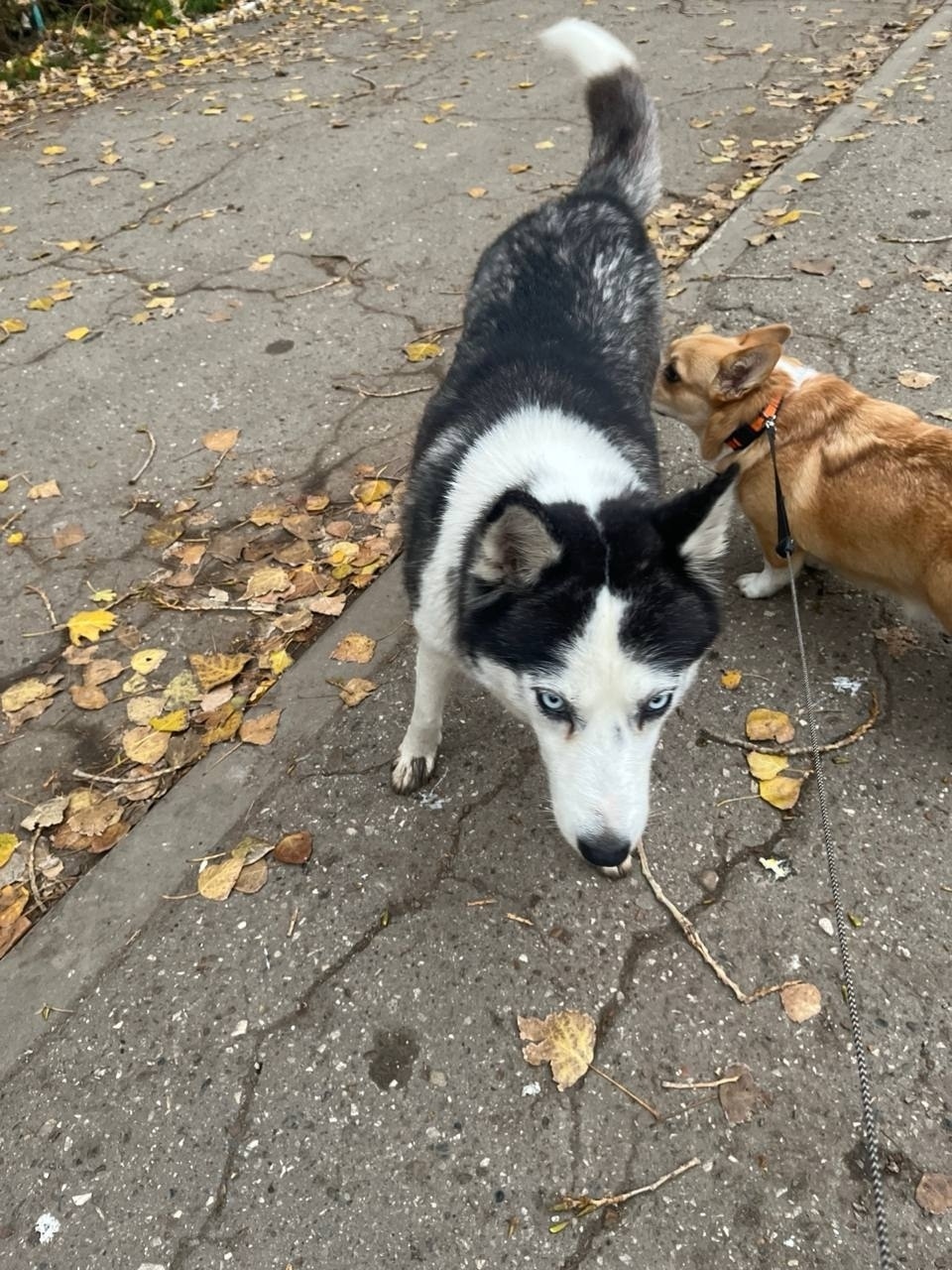 Найдена собака в Астрахани — фото объявления
