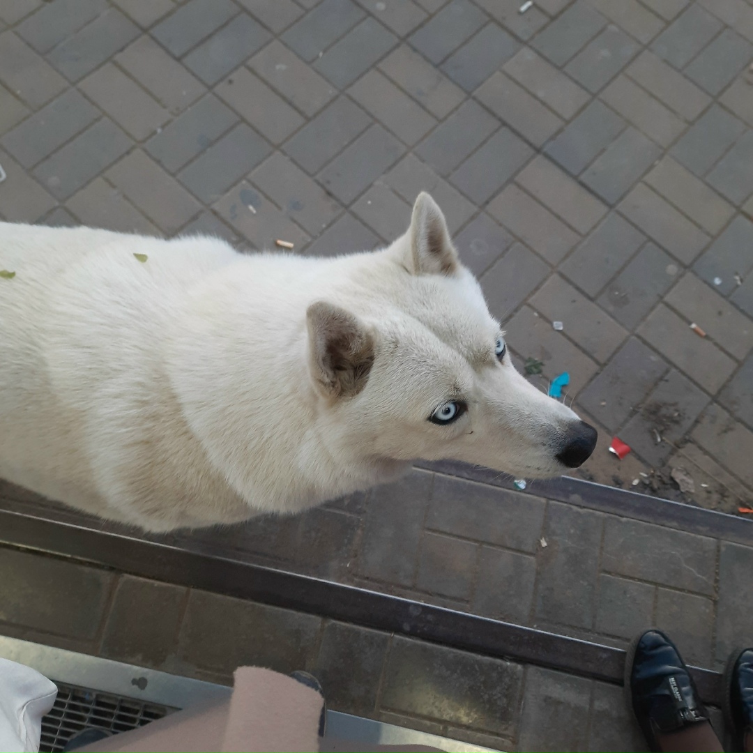 Найдена собака в Астрахани — фото объявления