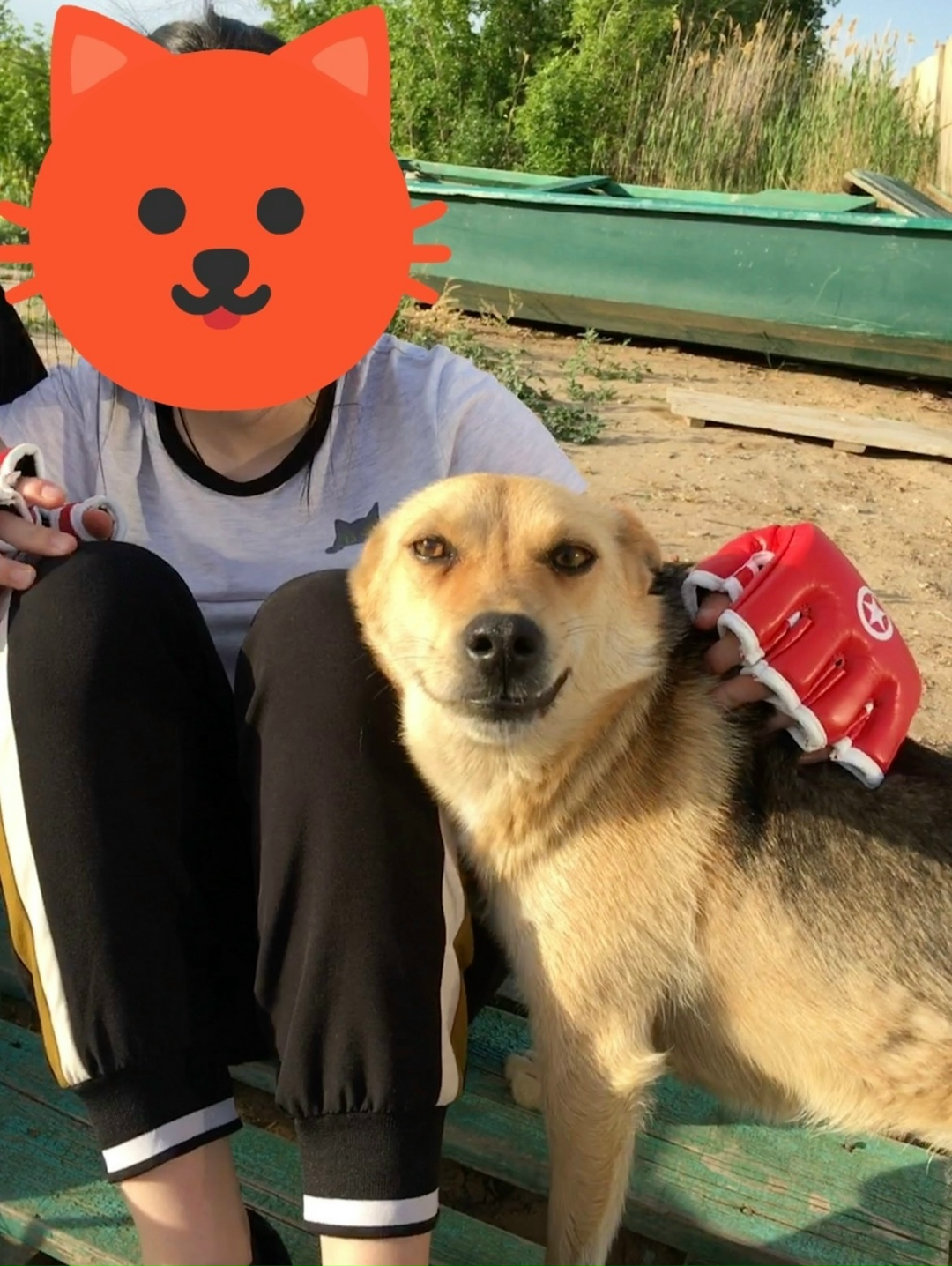 Найдена собака в Астрахани — фото объявления