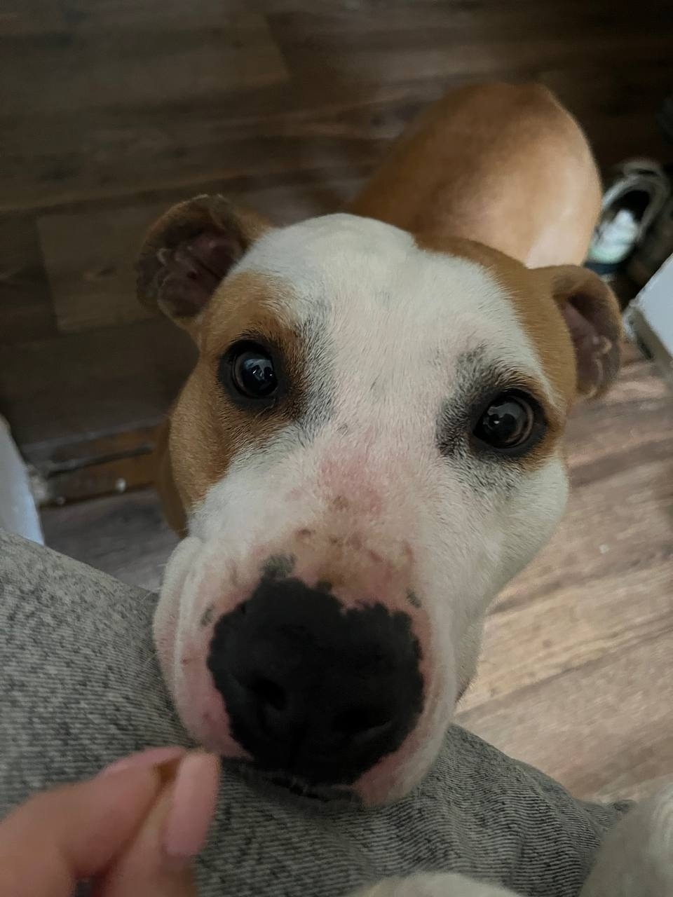 Найдена собака в Астрахани — фото объявления