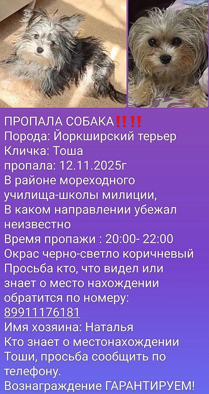 Найдена собака в Астрахани — фото объявления