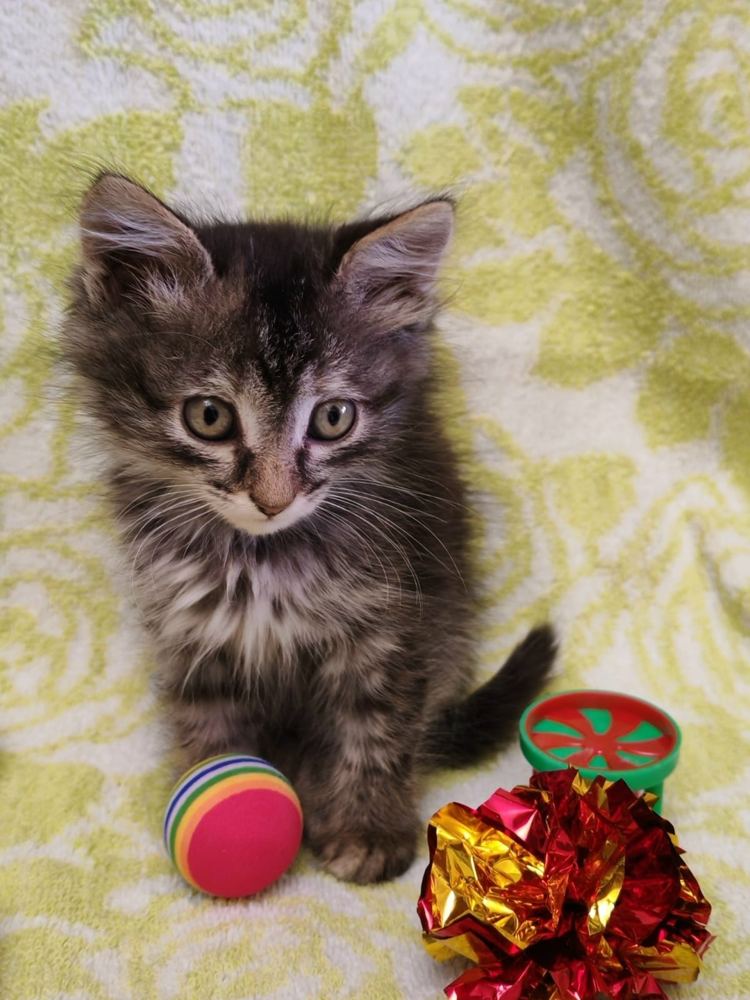 Найдена собака в Астрахани — фото объявления