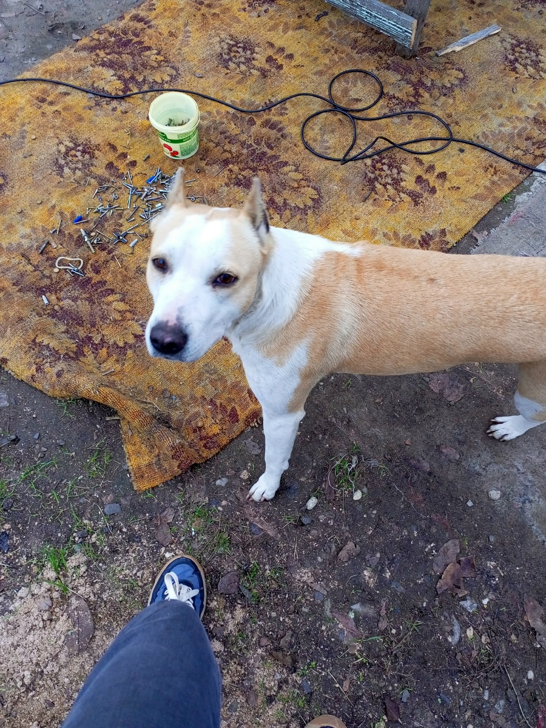 Найдена собака в Астрахани — фото объявления