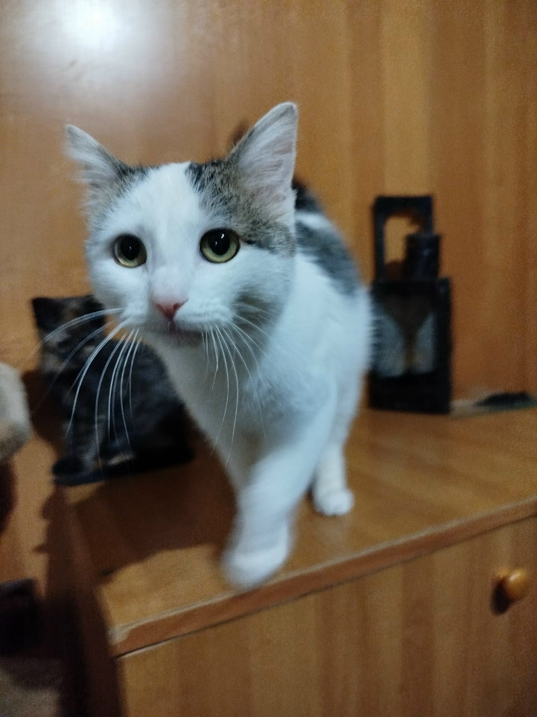 Найдена собака в Астрахани — фото объявления