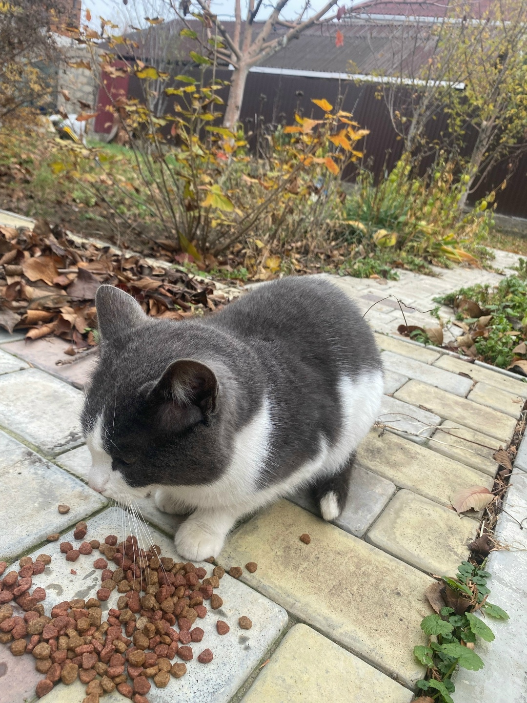 Найдена собака в Астрахани — фото объявления