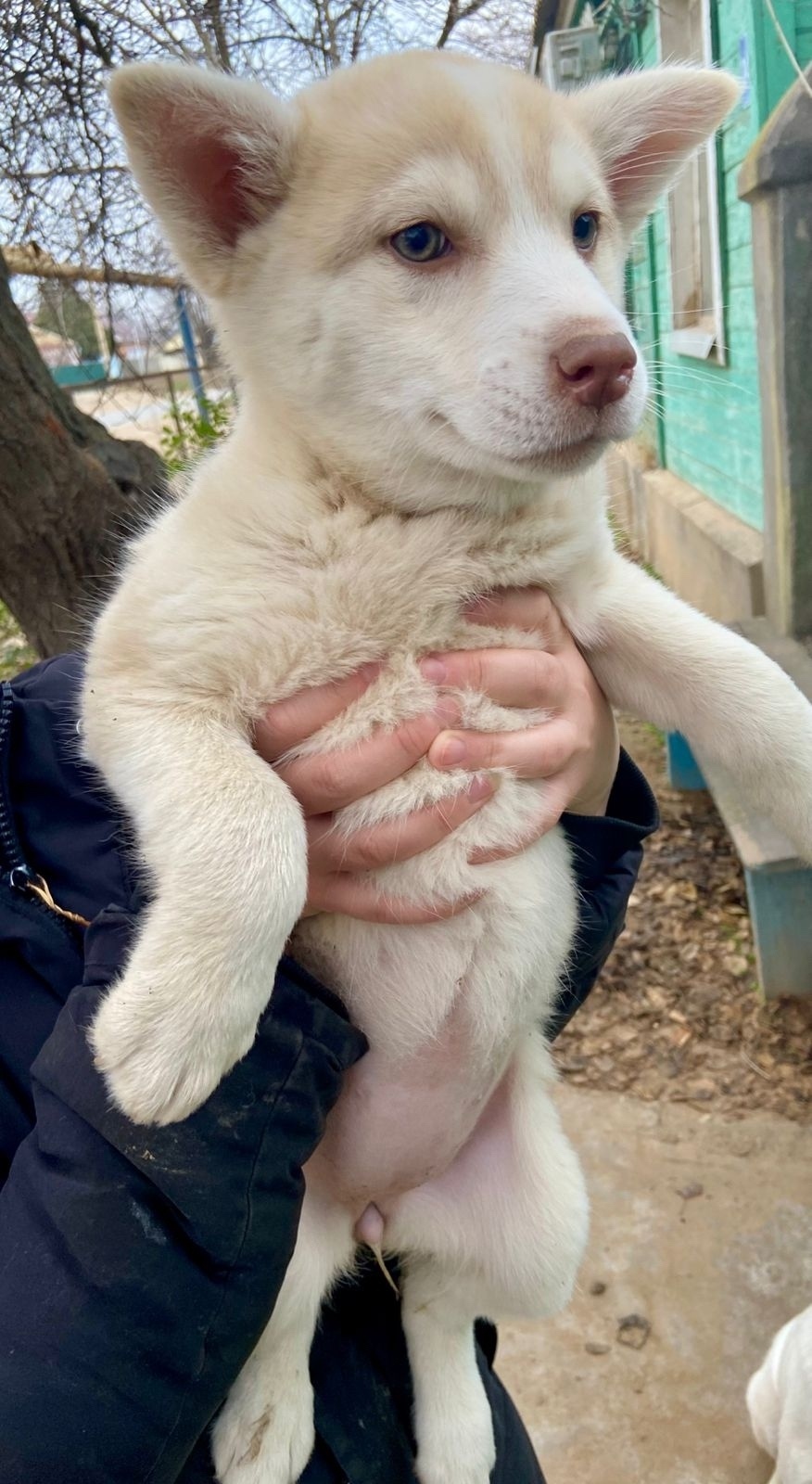 Найдена собака в Астрахани — фото объявления