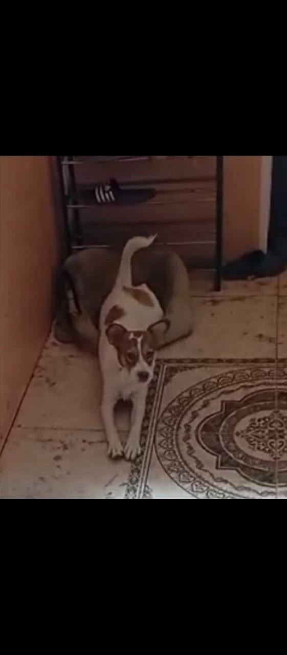 Найдена собака в Астрахани — фото объявления