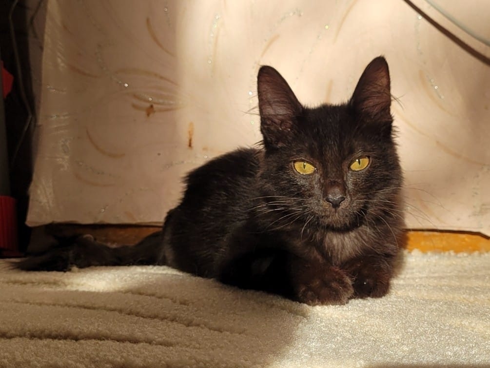 Найдена собака в Астрахани — фото объявления