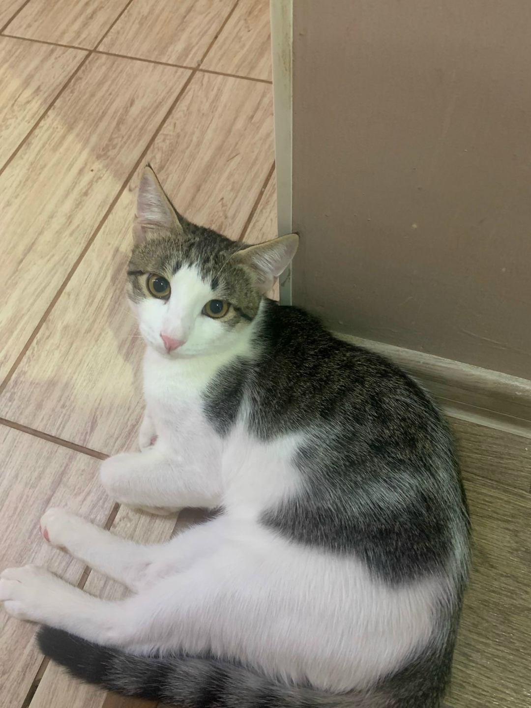 Найдена собака в Астрахани — фото объявления