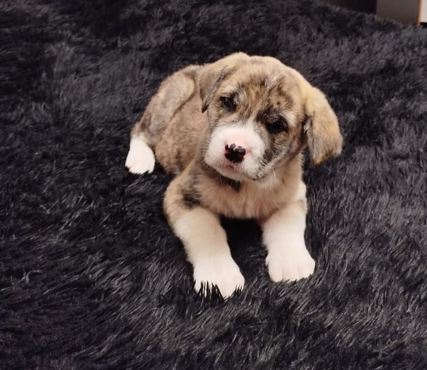 Найдена собака в Астрахани — фото объявления