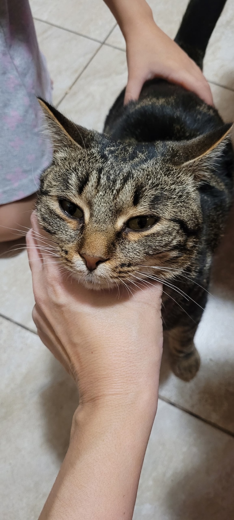 Найдена собака в Астрахани — фото объявления