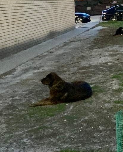 Найдена собака в Астрахани — фото объявления