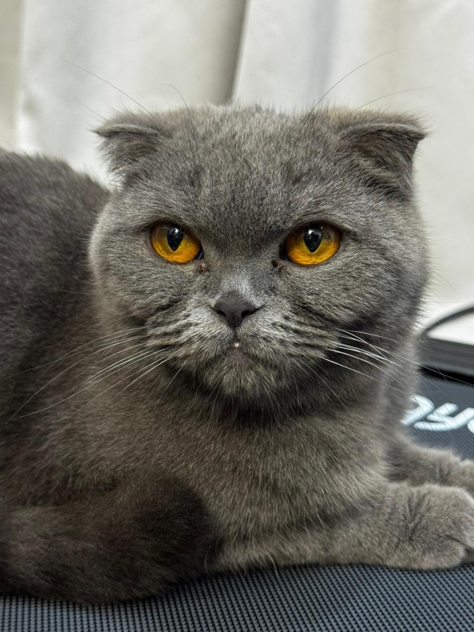 Найдена собака в Астрахани — фото объявления