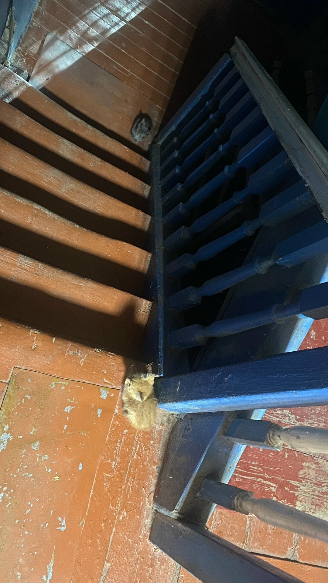 Найдена собака в Астрахани — фото объявления