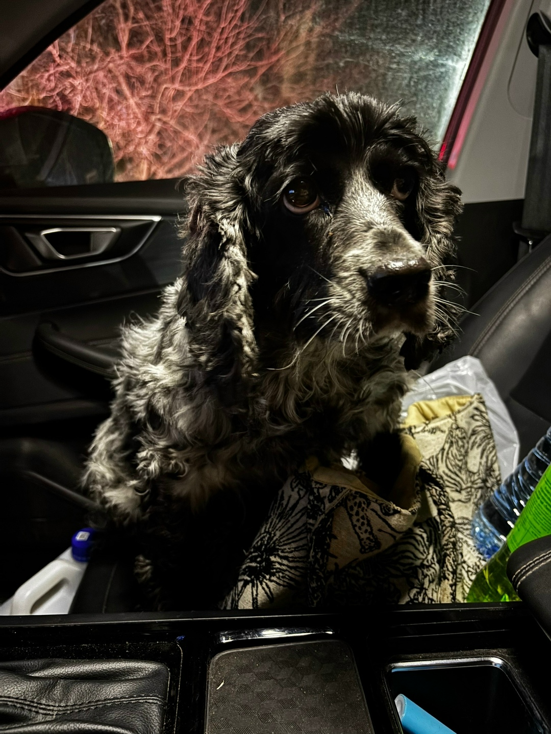 Найдена собака в Астрахани — фото объявления