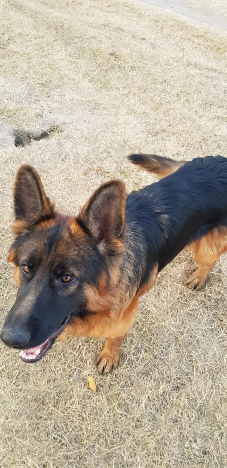 Пропала собака в Астрахани — фото объявления