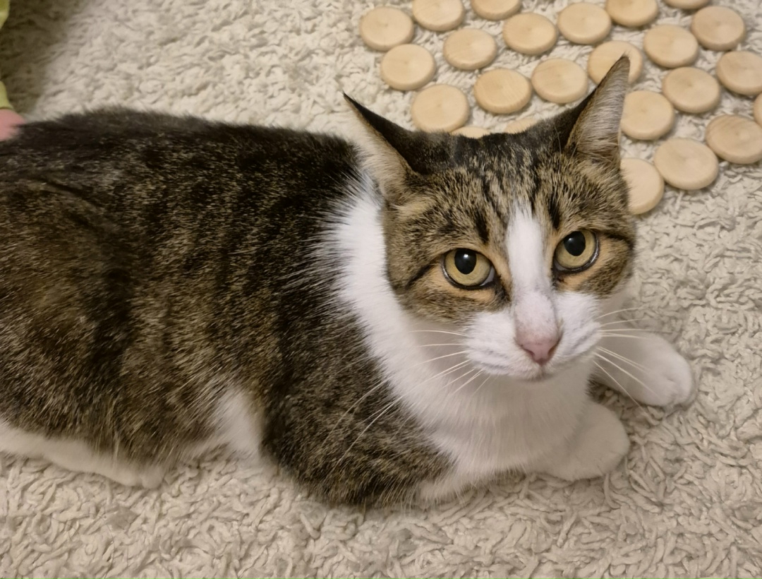 Найдена собака в Астрахани — фото объявления